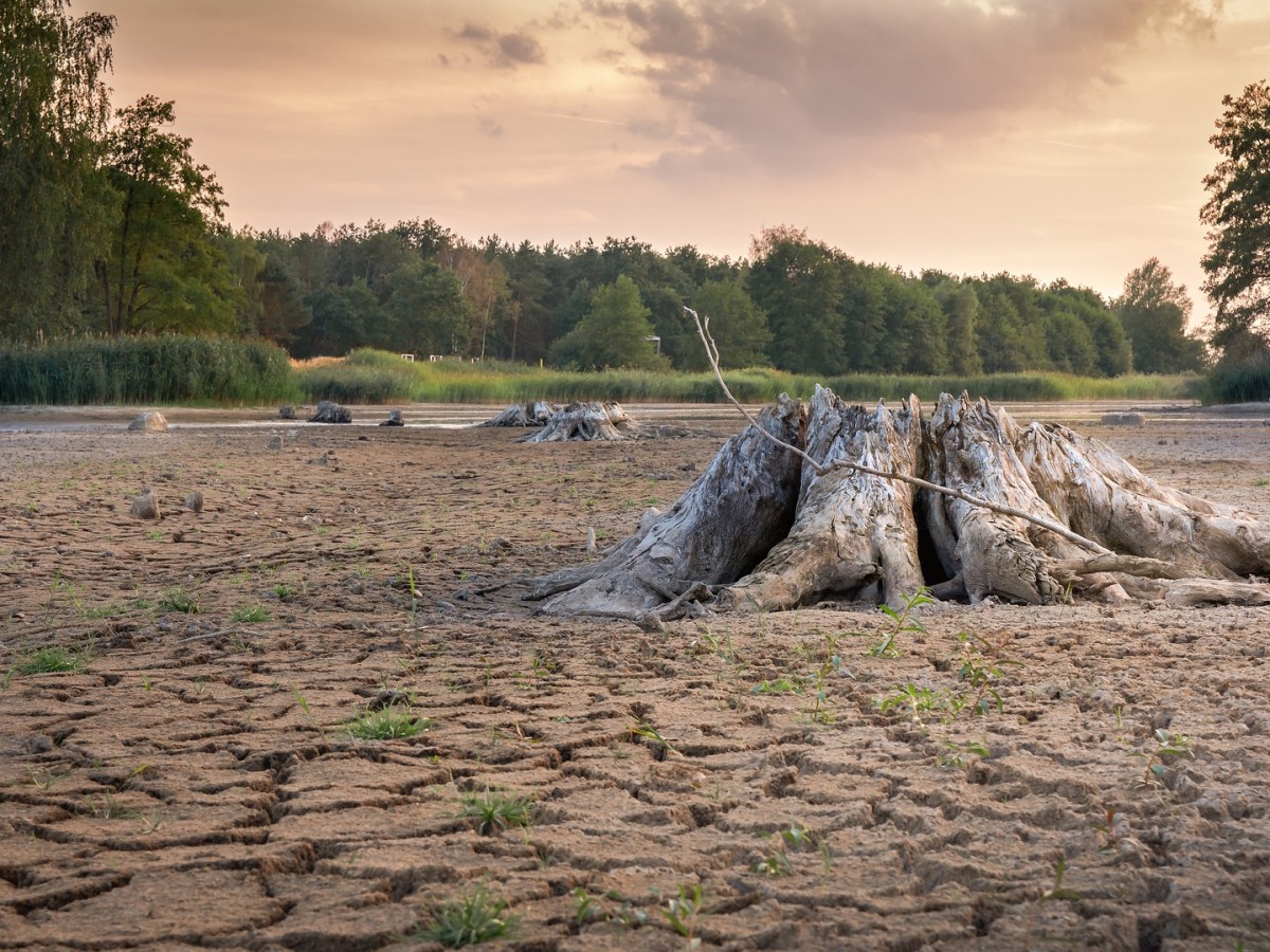 APRENDAMOS Y CUIDEMOS NUESTRO BOSQUE  (PARTE II Y&nbsp;ÚLTIMO)