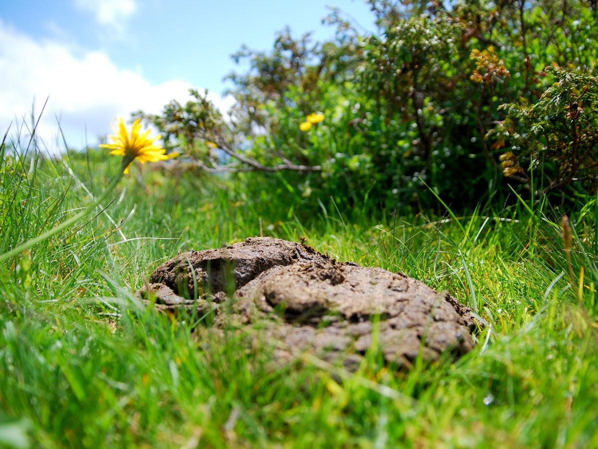FUCHI CACA A LAS LEYES, A LAS ELECCIONES Y UN SI A SU&nbsp;REELECCIÓN