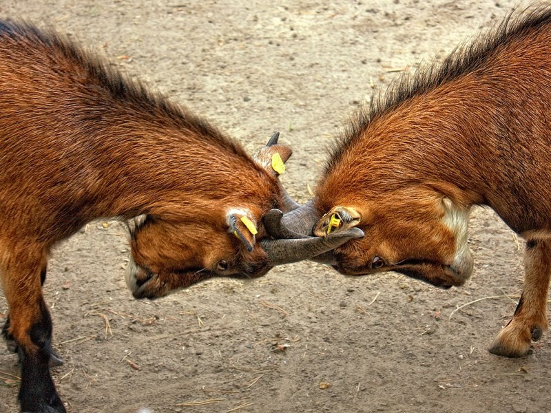EL SAN LUIS DE LOS JÓVENES RIÑOSOS Y SIN&nbsp;CONTROL