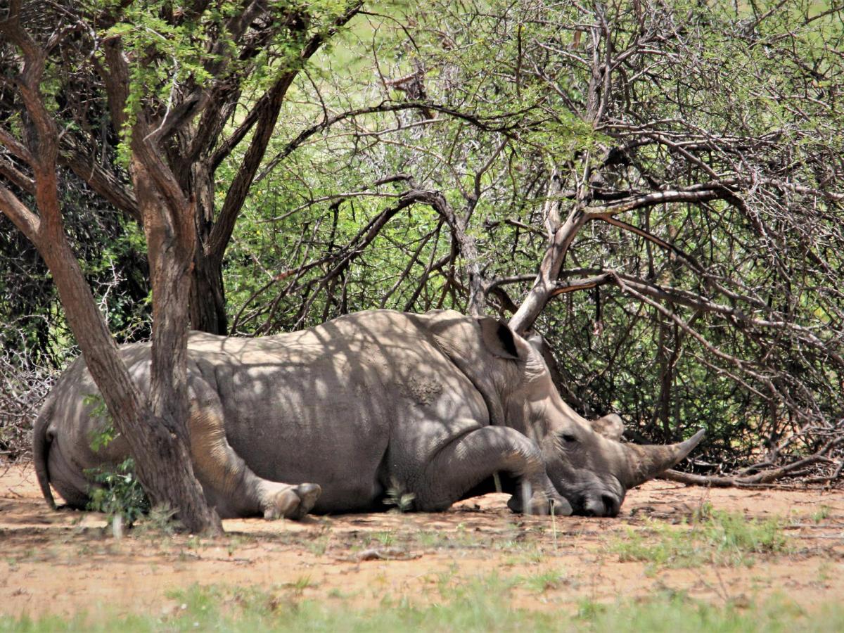 ¡NO TE ACABES&nbsp;RINOCERONTE!