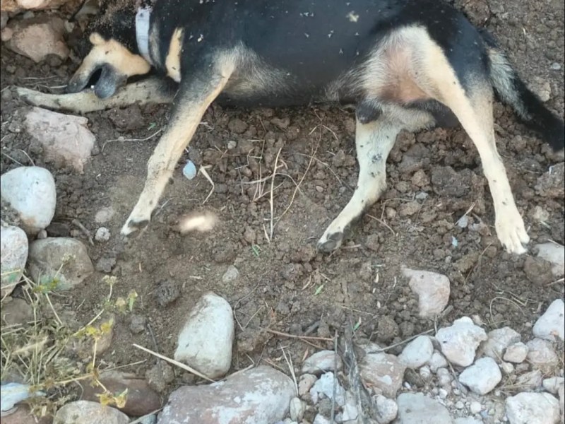 ¡ALERTA!, DENUNCIAN BIOCIDIO EN VILLA MAGNA, SAN JOSÉ Y&nbsp;CAPULINES