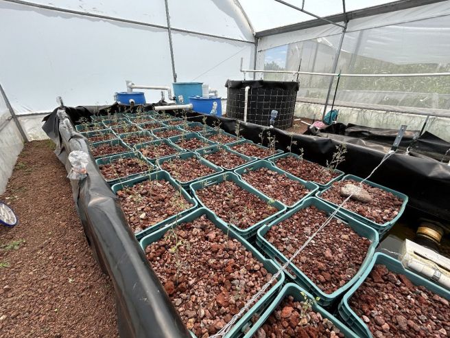 UASLP IMPULSA PROYECTOS DE ACUAPONÍA Y CAPTACIÓN DE AGUA EN EL CENTRO «EL&nbsp;BALADRAN»