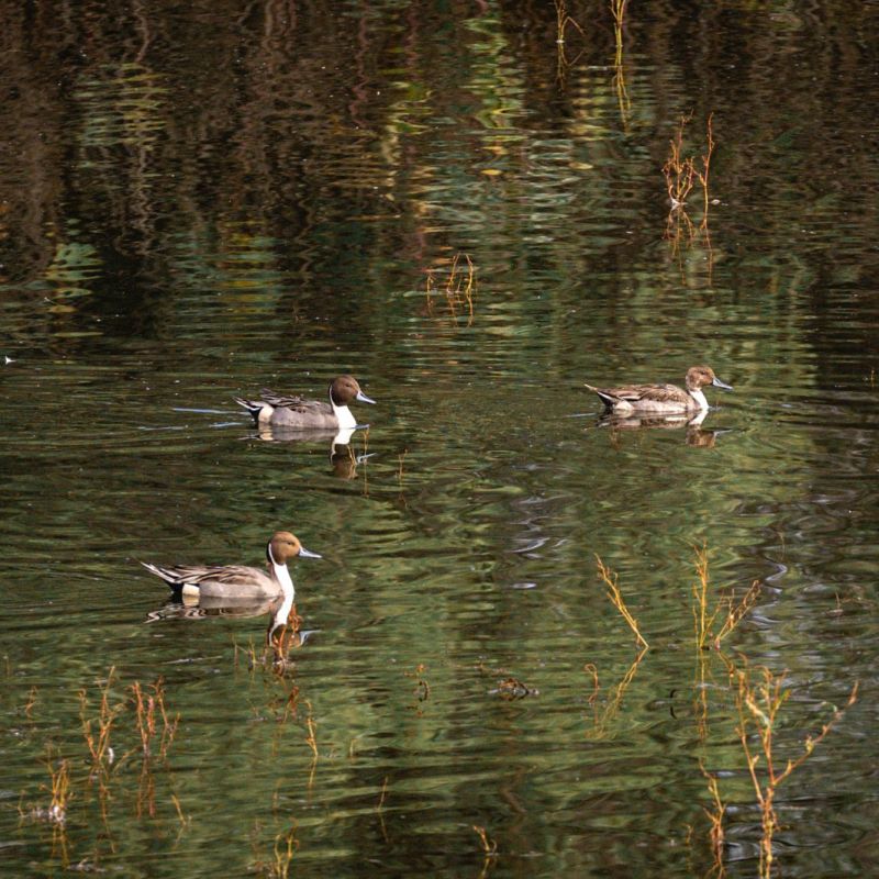 CON EL INVIERNO ARRIBAN MÁS DE 139 ESPECIES DE AVES AL PARQUE TANGAMANGA&nbsp;I