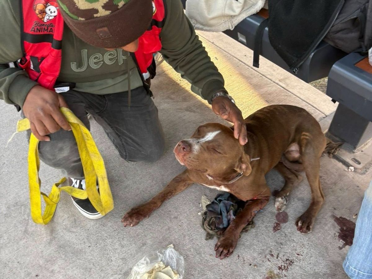 RESCATA BIENESTAR ANIMAL A&nbsp;UN