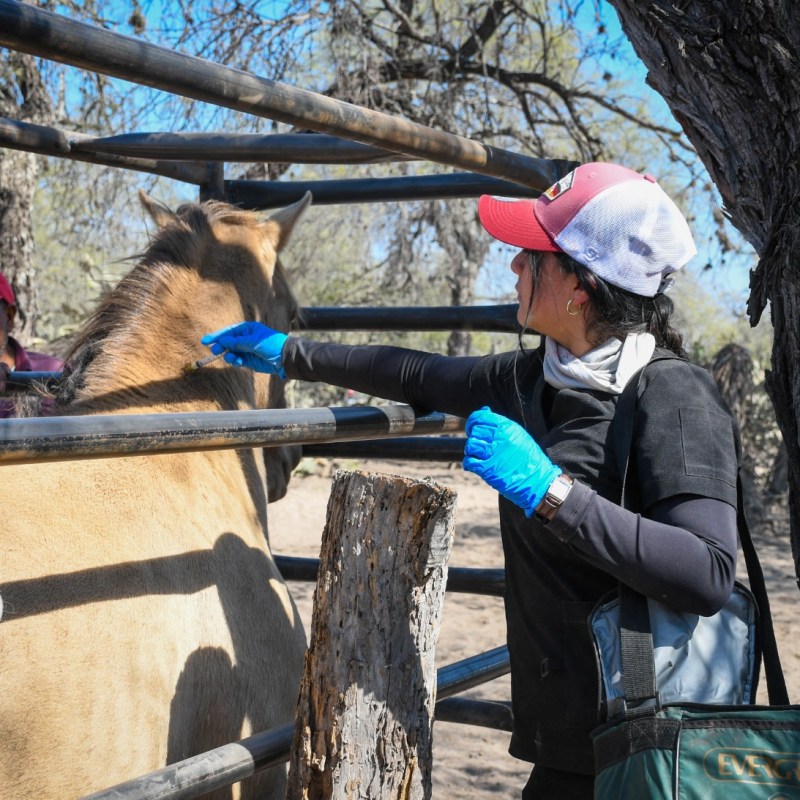 ACTIVAN CERCO SANITARIO CONTRA LA RABIA&nbsp;BOVINA