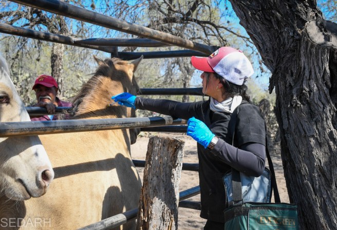 ACTIVAN CERCO SANITARIO CONTRA LA RABIA&nbsp;BOVINA