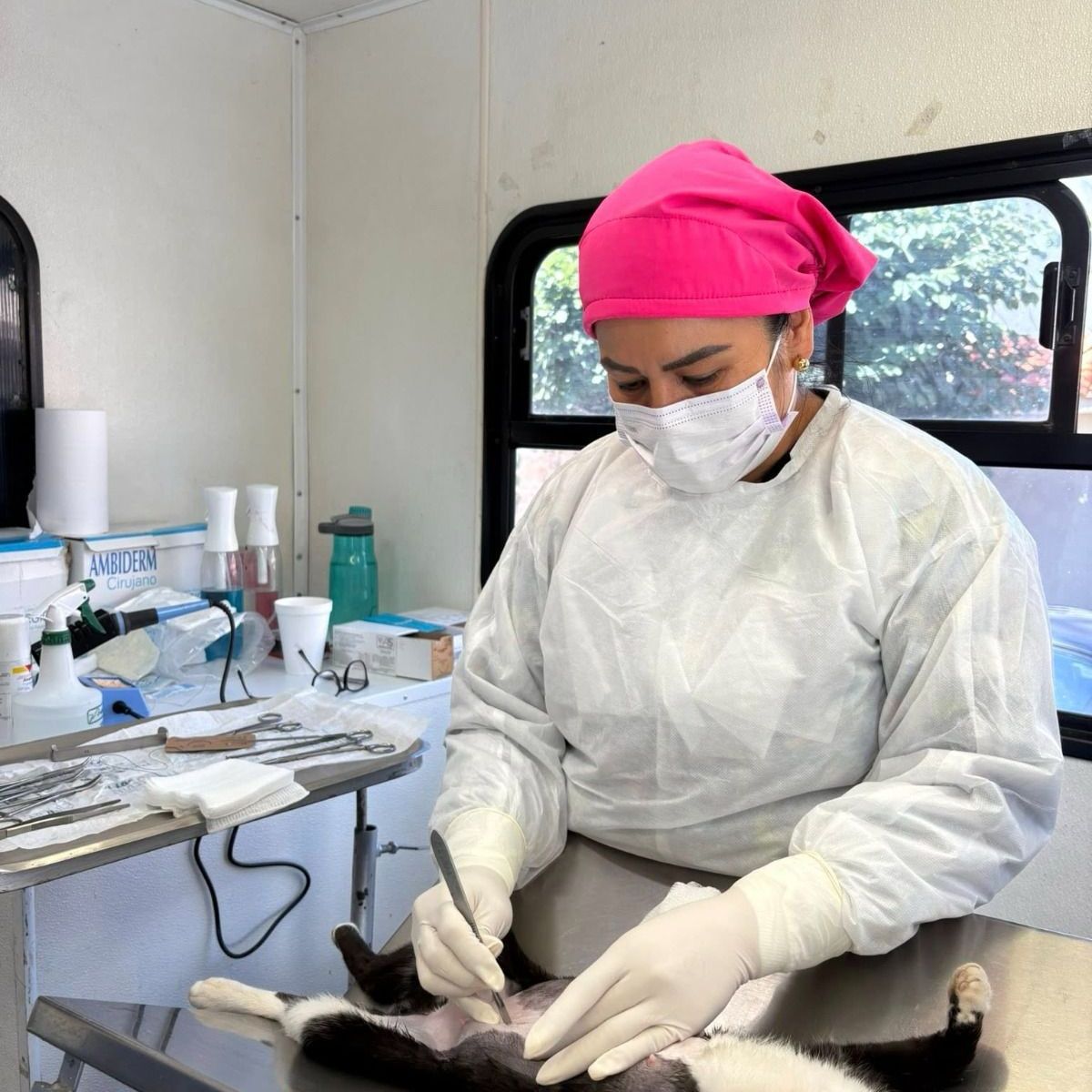 AMPLÍAN COBERTURA DE&nbsp; JORNADAS INTINERANTES MUNICIPALES A FAVOR DE PERROS Y&nbsp;GATOS