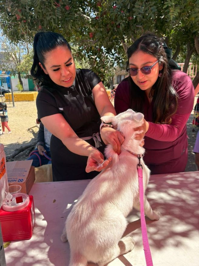 VACUNACIÓN ANTIRRÁBICA GRATUITA REALIZA EL AYUNTAMIENTO DE LA CAPITAL EN LA COLONIA&nbsp;MEZQUITAL