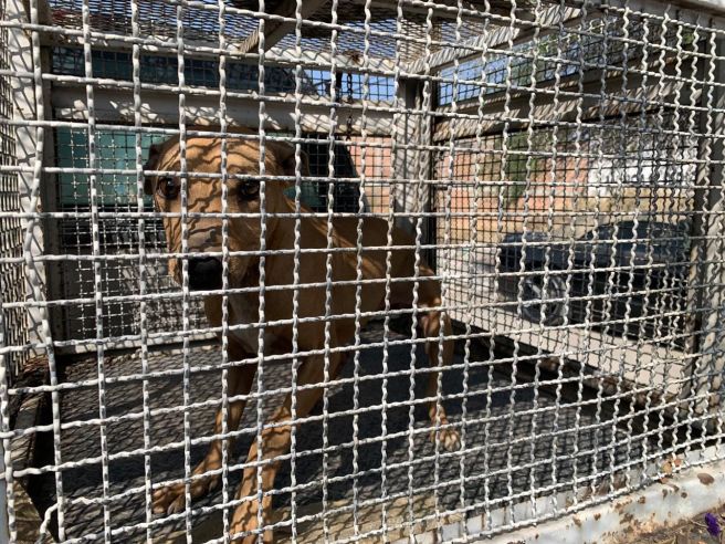 RESCATAN A TRES CANINOS EN APARENTES CONDICIONES DE MAL TRATO&nbsp;ANIMAL