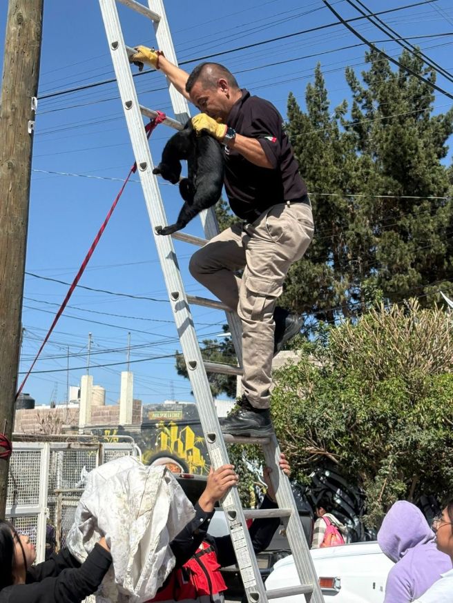 PROTECCIÓN CIVIL MUNICIPAL RESCATA UN FELINO QUE SE ENCONTRABA EN UN&nbsp;POSTE