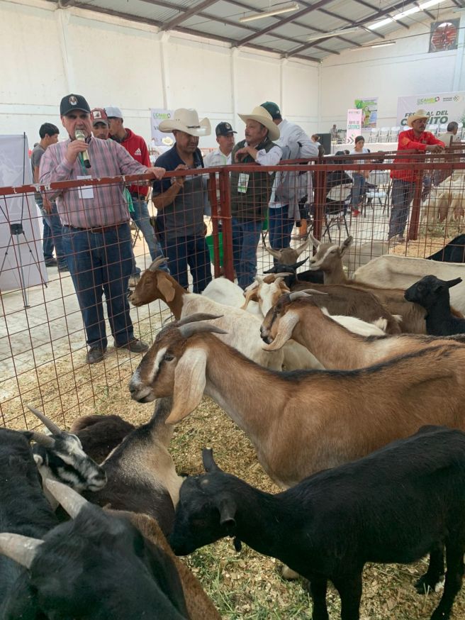 ARRANCA EL PRIMER FESTIVAL DEL CABRITO EN SAN&nbsp;LUIS