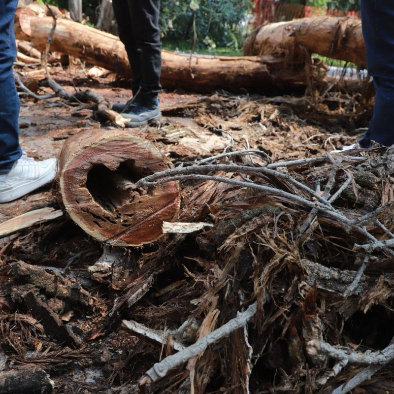 RETIRAN 19 ÁRBOLES DEL PARQUE&nbsp; MORALES QUE YA ESTABAN SECOS Y REPRESENTABAN PELIGRO PARA&nbsp;ASISTENTES