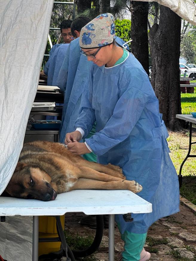 MÁS DE 5 MIL ESTERILIZACIONES Y 243 MIL VACUNAS REFUERZAN LA&nbsp; SALUD&nbsp;ANIMAL