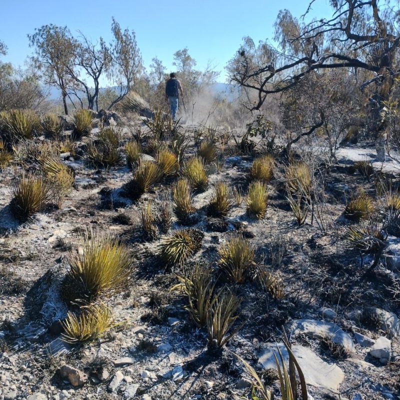 LOGRAN LIQUIDAR INCENDIO FORESTAL EN EL CERRO DE LA&nbsp;VENADA