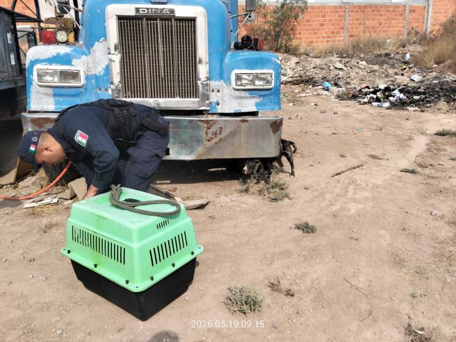 ATIENDE PROTECCIÓN ANIMAL DE LA CAPITAL ABANDONO Y MALTRATO EN LA COLONIA&nbsp;MAGUEYES