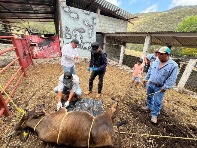 REFUERZAN ACCIONES CONTRA EL GUSANO&nbsp;BARRENADOR