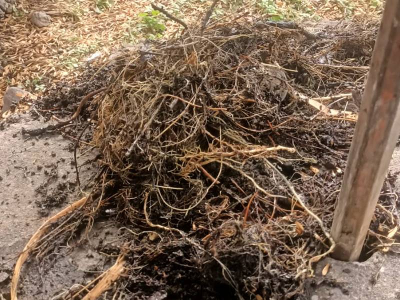 TAPÓN DE RAÍCES ANEGÓ ZONA DEL ASTA&nbsp;BANDERA