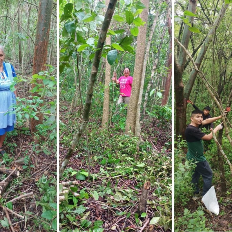 CAMPUS TAMAZUNCHALE DE LA UASLP PRESERVA LA MEDICINA TRADICIONAL CON JARDÍN ETNOBOTÁNICO&nbsp; EN LA&nbsp;HUASTECA