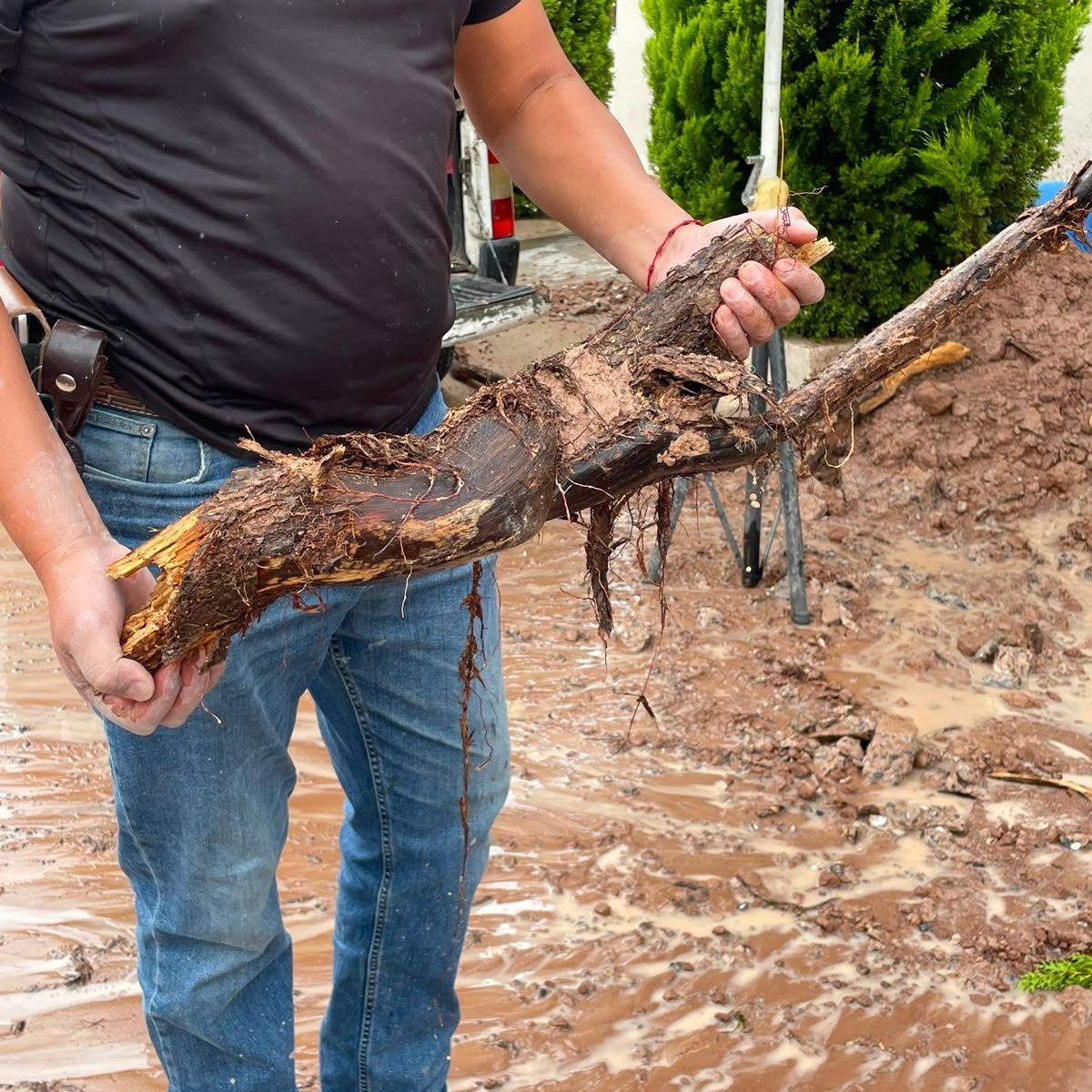 EN VILLA MAGNA GRAN FUGA DE AGUA DEBIDO A RAÍCES DE&nbsp;ÁRBOLES