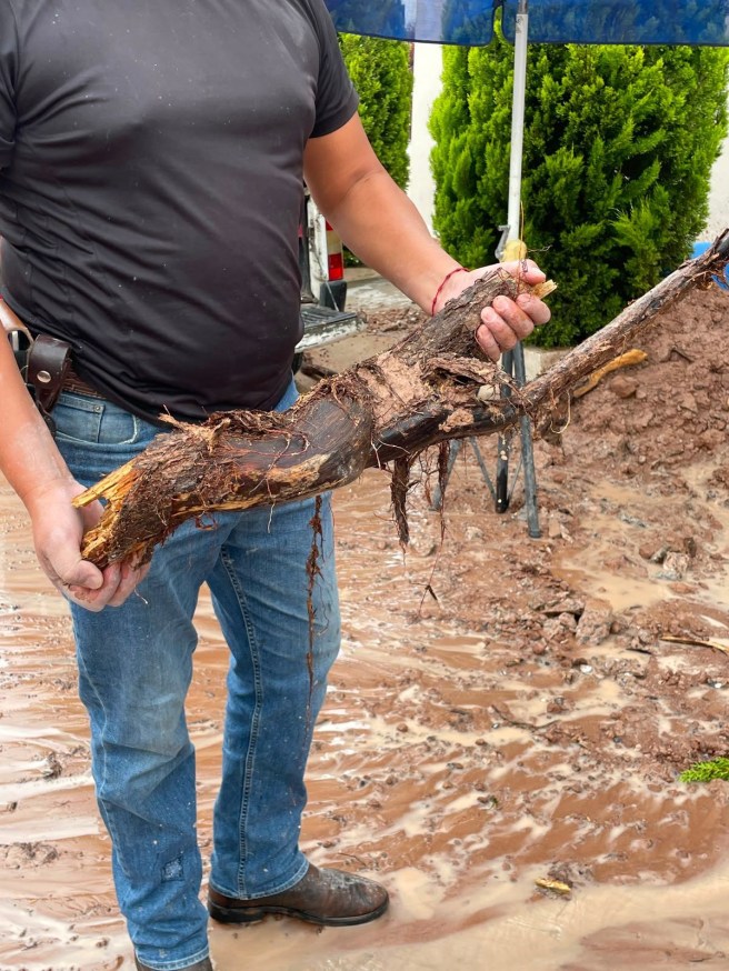 EN VILLA MAGNA GRAN FUGA DE AGUA DEBIDO A RAÍCES DE&nbsp;ÁRBOLES