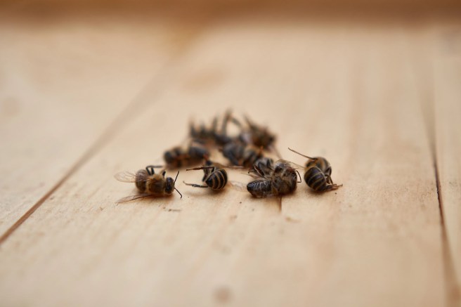 UASLO-CIATEJ INVESTIGAN MORTANDAD DE ABEJAS POR PLAGUICIDAS EN&nbsp;MÉXICO