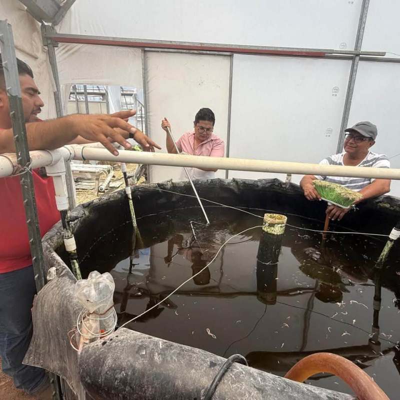 EL BALANDRÁN DE LA UASLP DESARROLLA SISTEMA ACUAPÓNICO PARA PRODUCIR ALIMENTOS CON MENOR CONSUMO DE&nbsp;AGUA