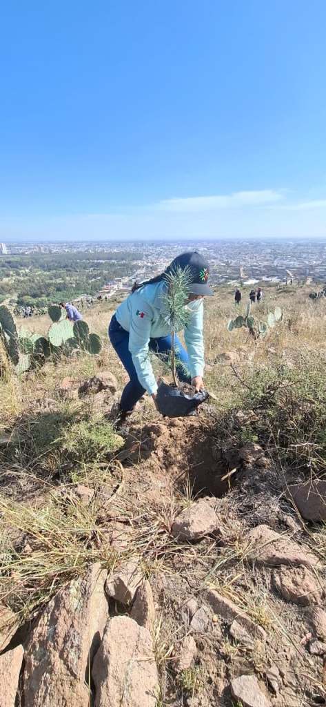 REALIZAN REFORESTACIÓN CON ESPECIES FRUTALES Y&nbsp;MADERABLES