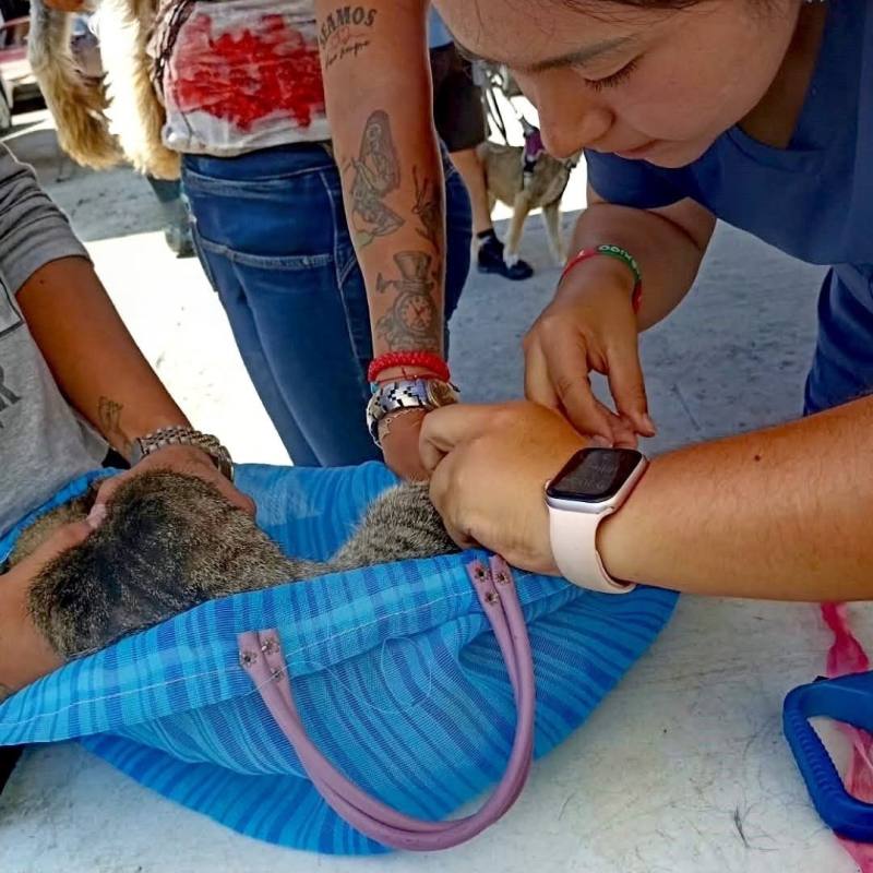 SE SUMAN CIUDADANOS AL LLAMADO DEL GOBIERNO MUNICIPAL&nbsp; A FAVOR DEL BIENESTAR&nbsp;ANIMAL