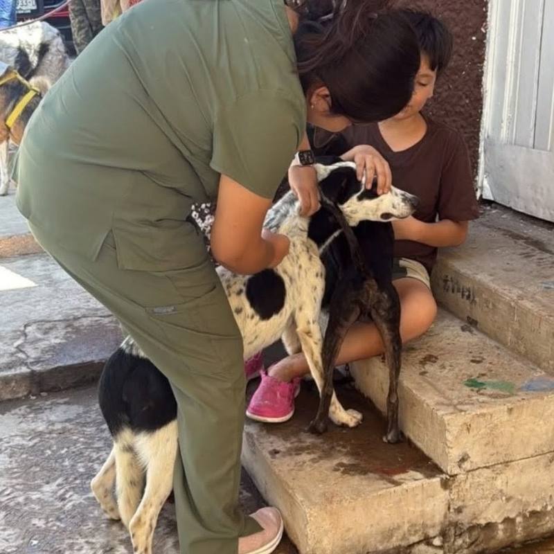 GOBIERNO MUNICIPAL VACUNA Y DESPARASITA 170 PEROS Y GATOS EN JORNADAS DE BIENESTAR&nbsp;ANIMAL